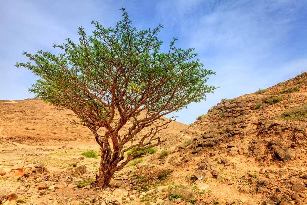 Frankincense Dhofar