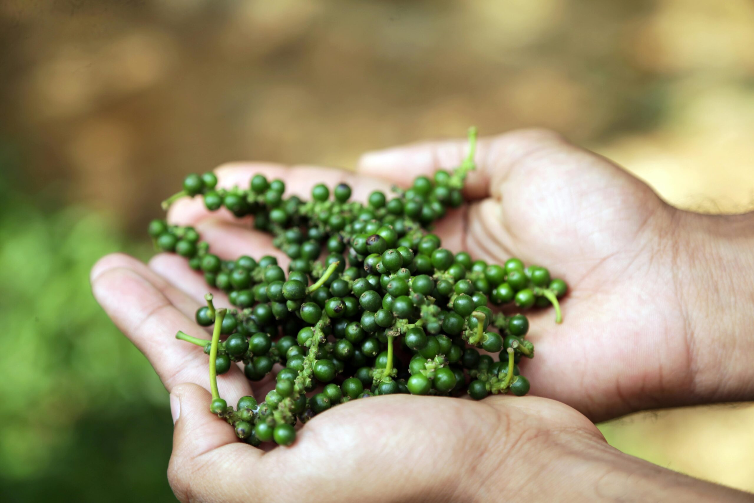 Authentische Kultur- und Wellness-Individualreisen in Indien erleben mit Black Dove Holidays