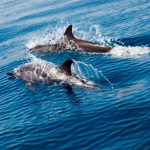 Avistamiento de delfines