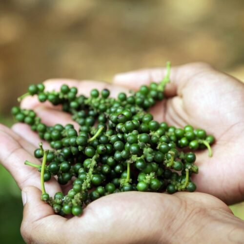 Visita a una plantación de especias en Kerala