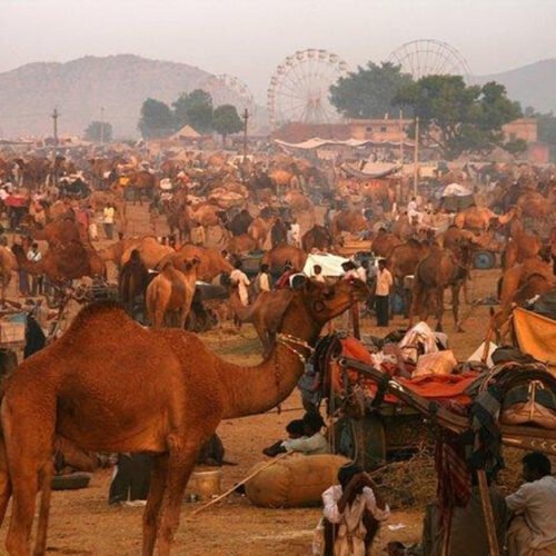 Feria de camellos de Pushkar
