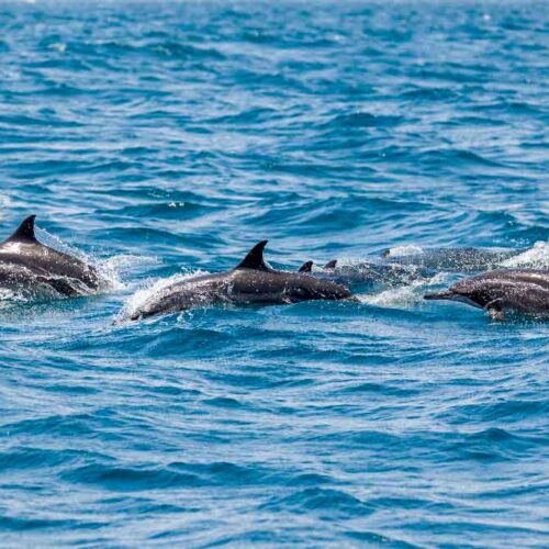 Un gruppo di delfini che salta fuori dalle acque blu del Golfo di Oman, vicino a Mascate
