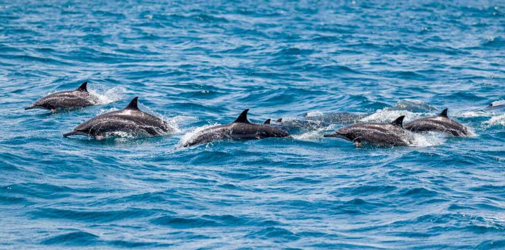Un gruppo di delfini che salta fuori dalle acque blu del Golfo di Oman, vicino a Mascate