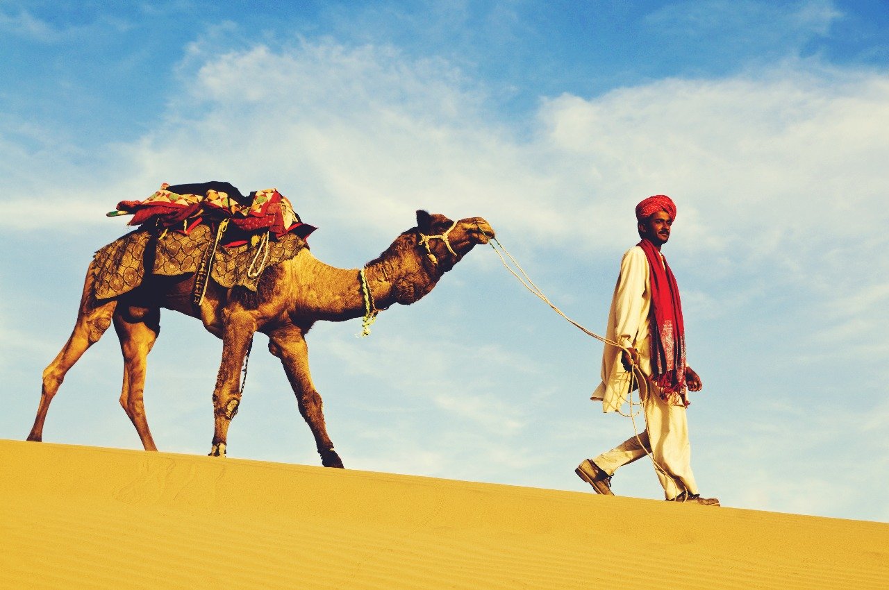 Camel in Jaisalmer