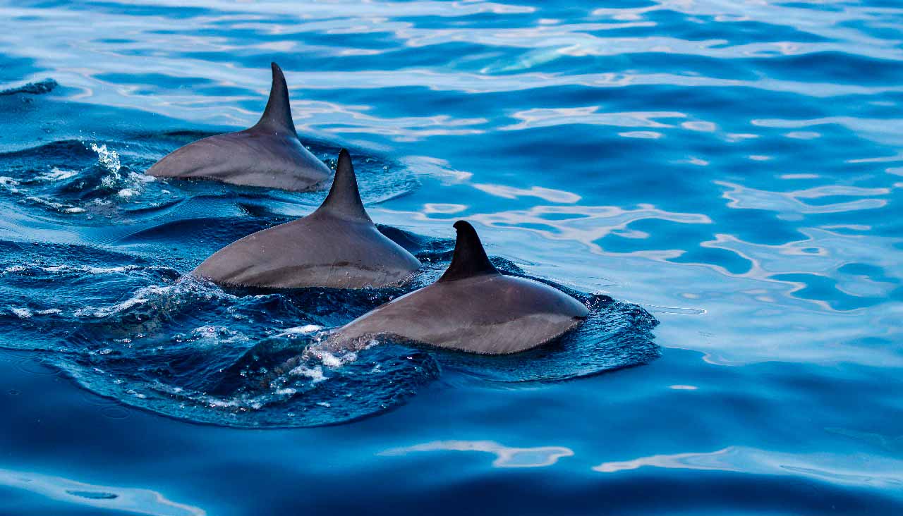 Dolphins in Muscat