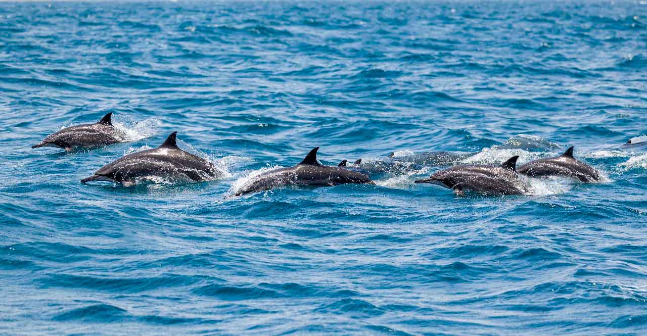 Dolphins in Muscat