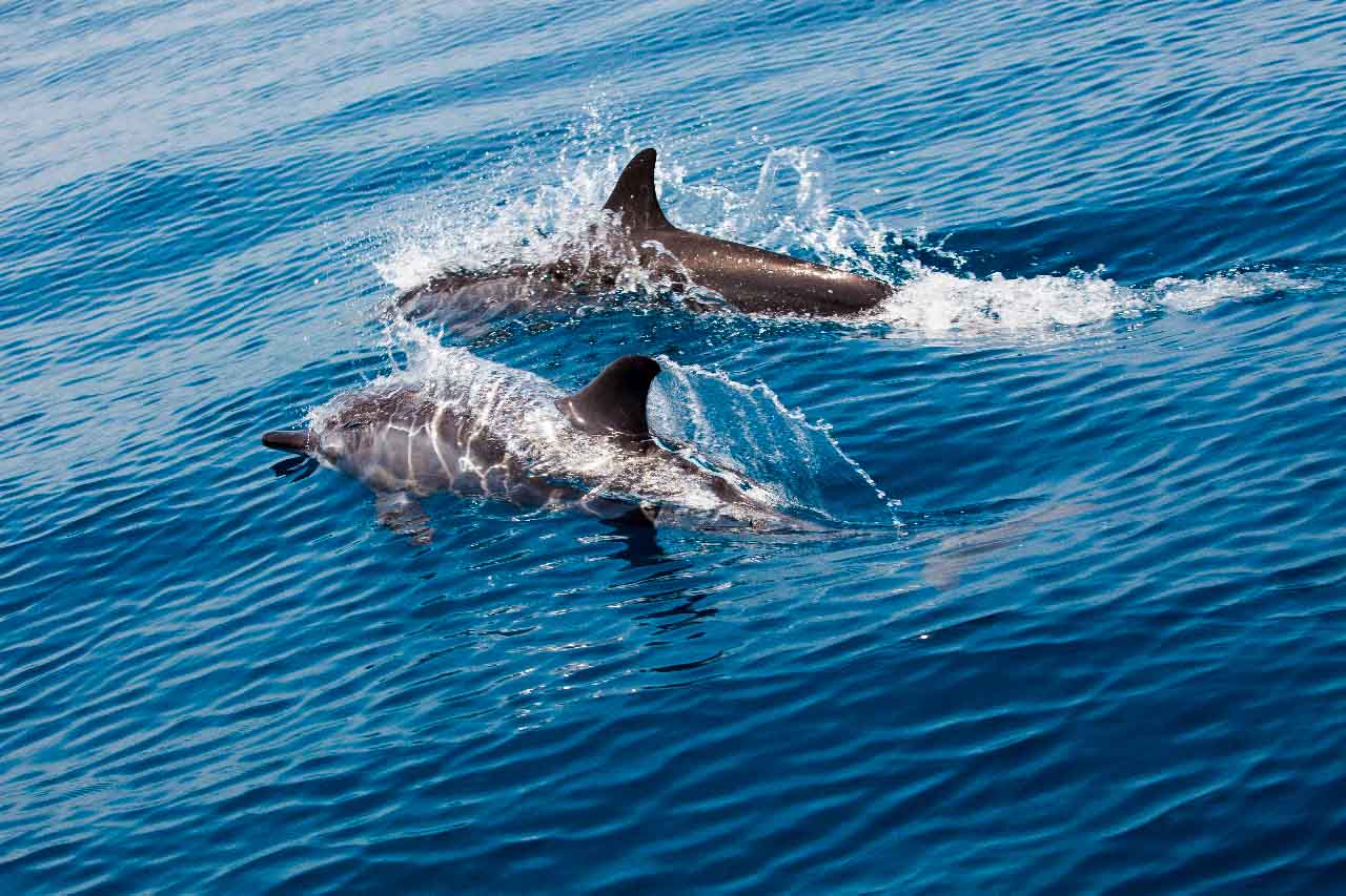 Dolphins in Muscat