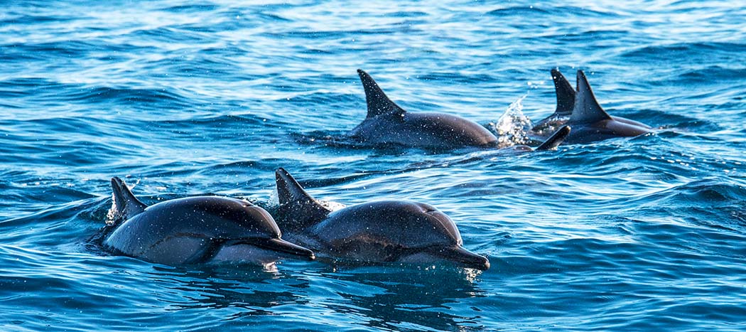 Dolphin watching Oman