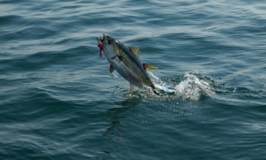 Deep Sea Fishing Oman2