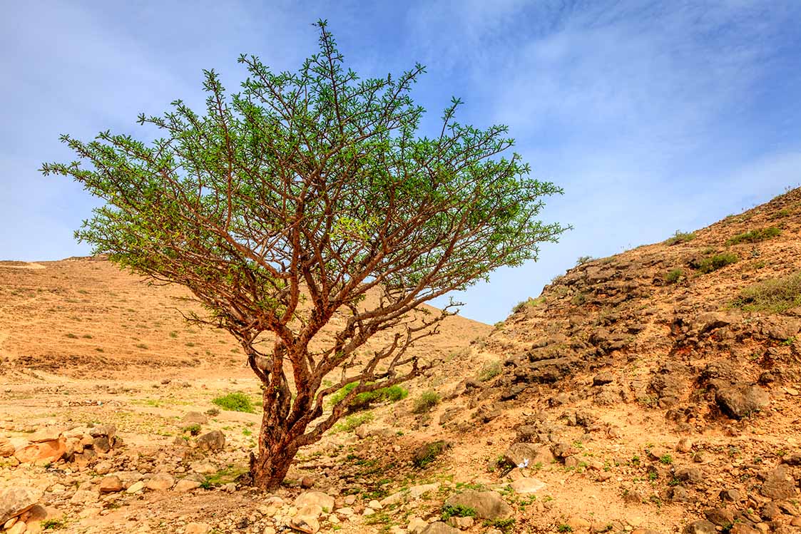 Frankincense Dhofar