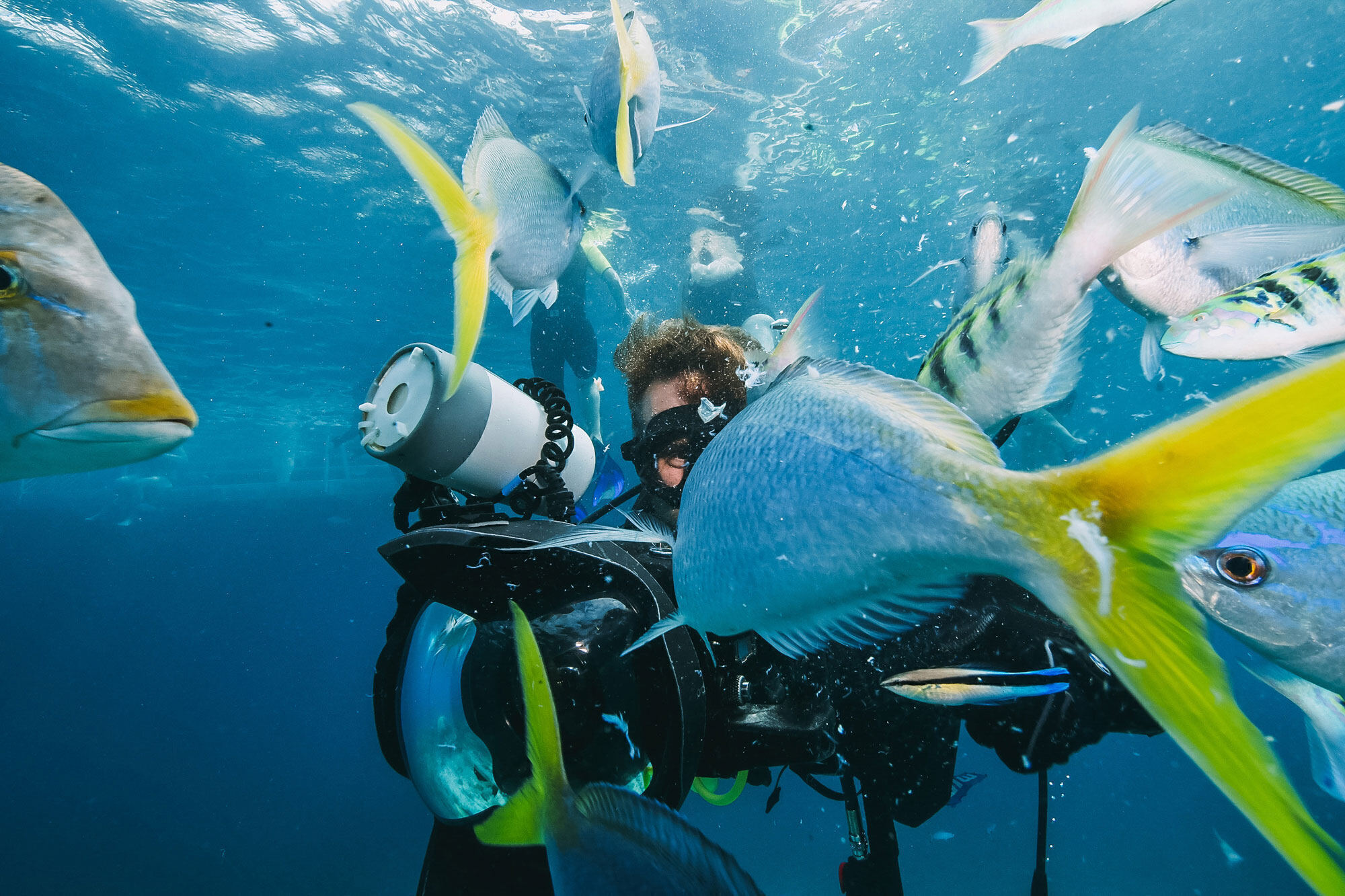 Musandam-scuba-diving