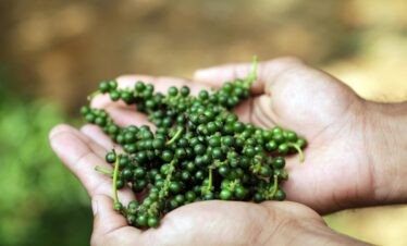 Close-up of hands holding fresh green peppercorns outdoors in Wayanad, India.