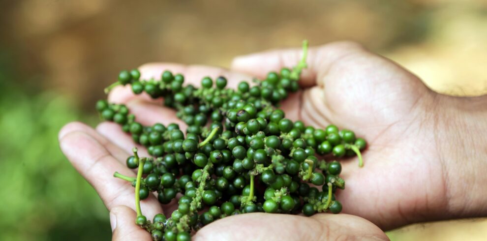 Close-up of hands holding fresh green peppercorns outdoors in Wayanad, India.