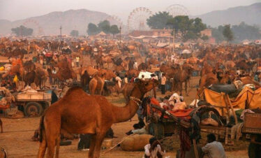 pushkar-camel-fair