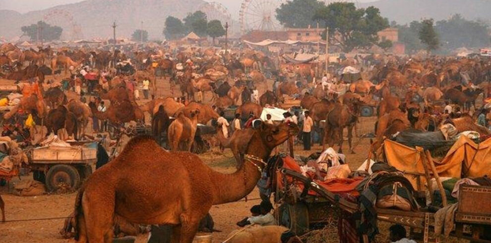 pushkar-camel-fair