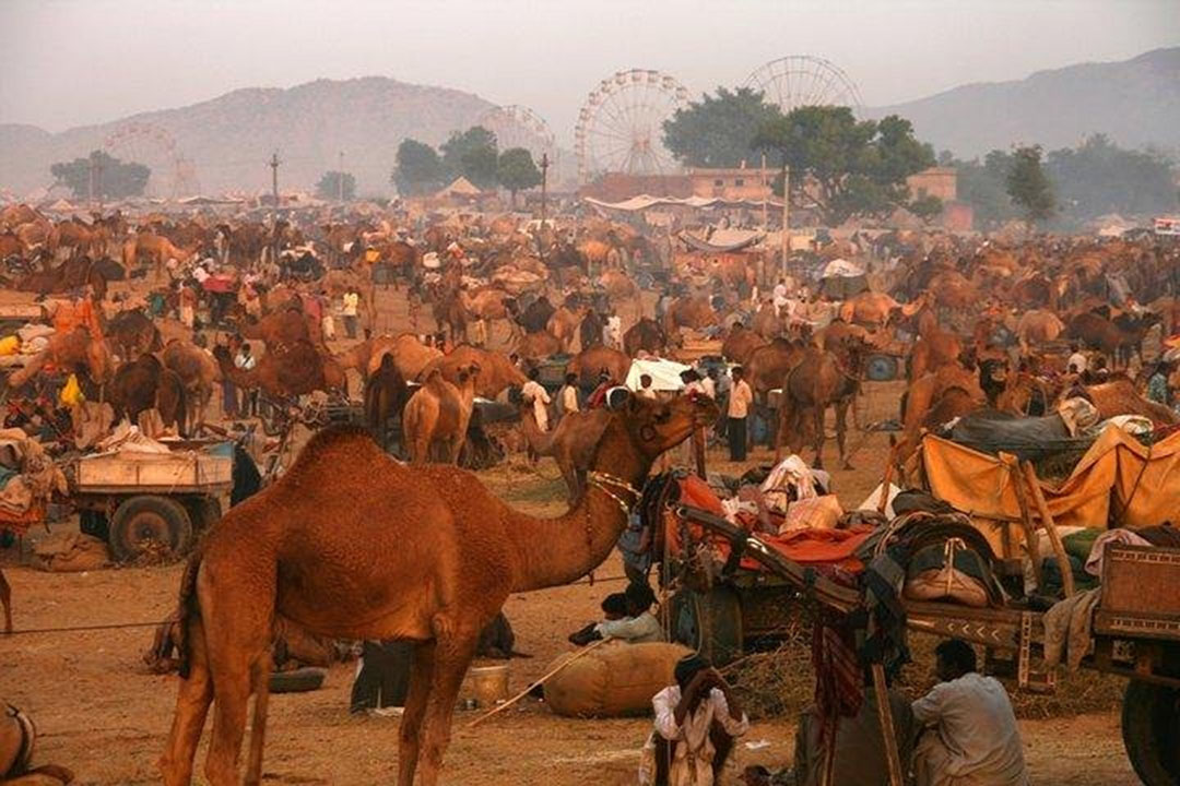 pushkar-camel-fair