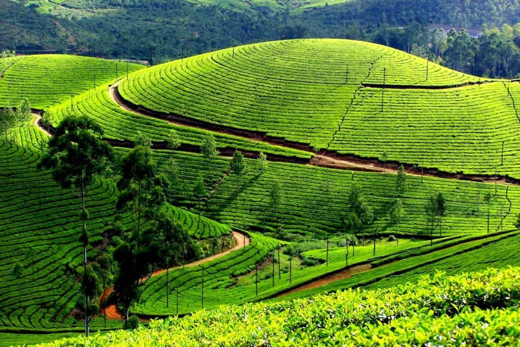tea estate munnar